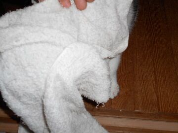 10月12日（17）仮