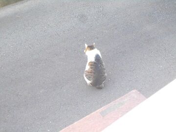 4月10日（56）仮