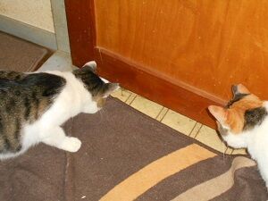 8月23日（60）仮