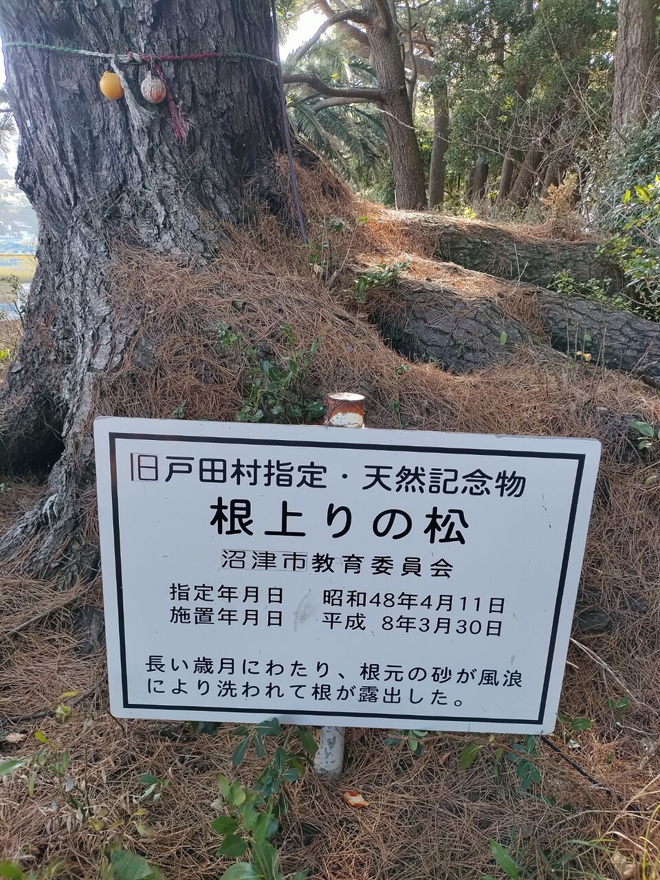 IMG_20260219_143604126