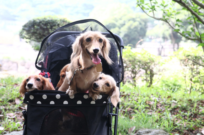 P2014-07-21 家族旅行 修善寺温泉〜伊豆半島 - 3262