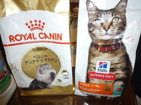 ペット チンチラペルシャ Miniと過ごすgaragelife