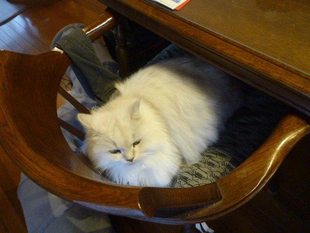 ペット チンチラペルシャ Miniと過ごすgaragelife