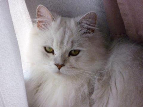 ペット チンチラペルシャ Miniと過ごすgaragelife