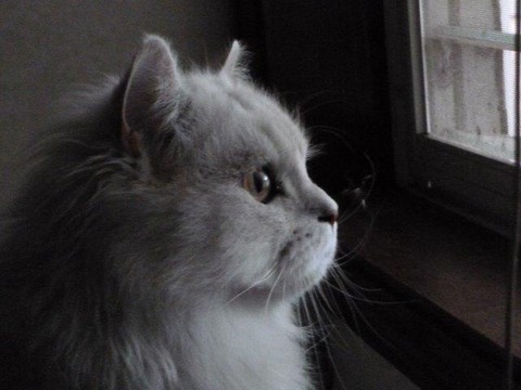 ペット チンチラペルシャ Miniと過ごすgaragelife