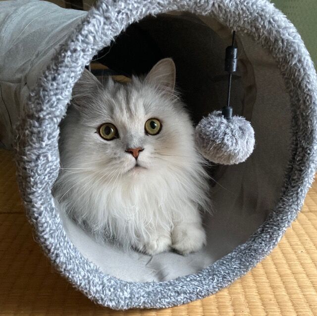 ペット チンチラペルシャ Miniと過ごすgaragelife