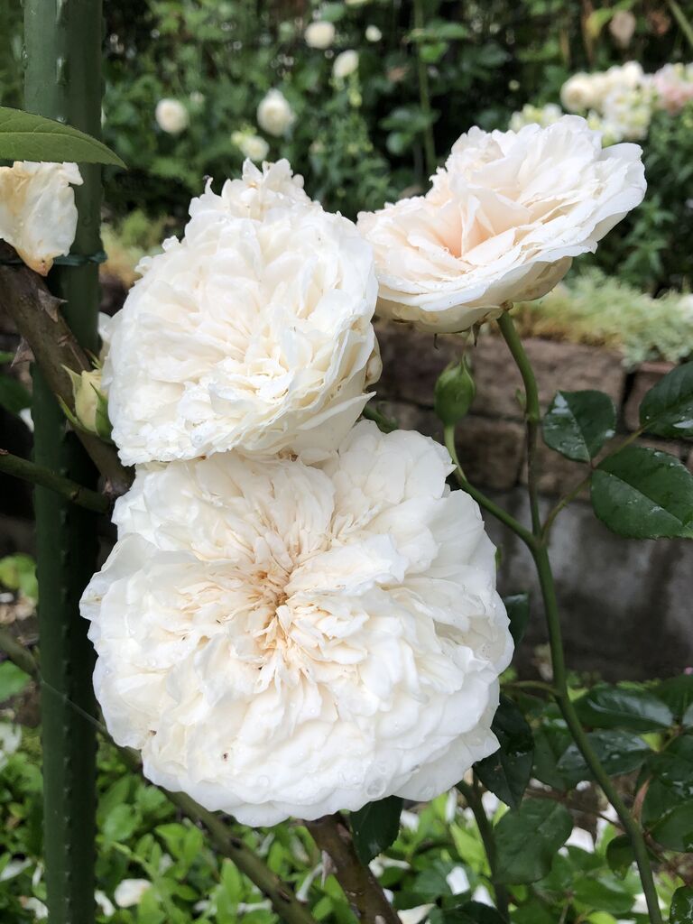 我楽多あそび 思いつくままに