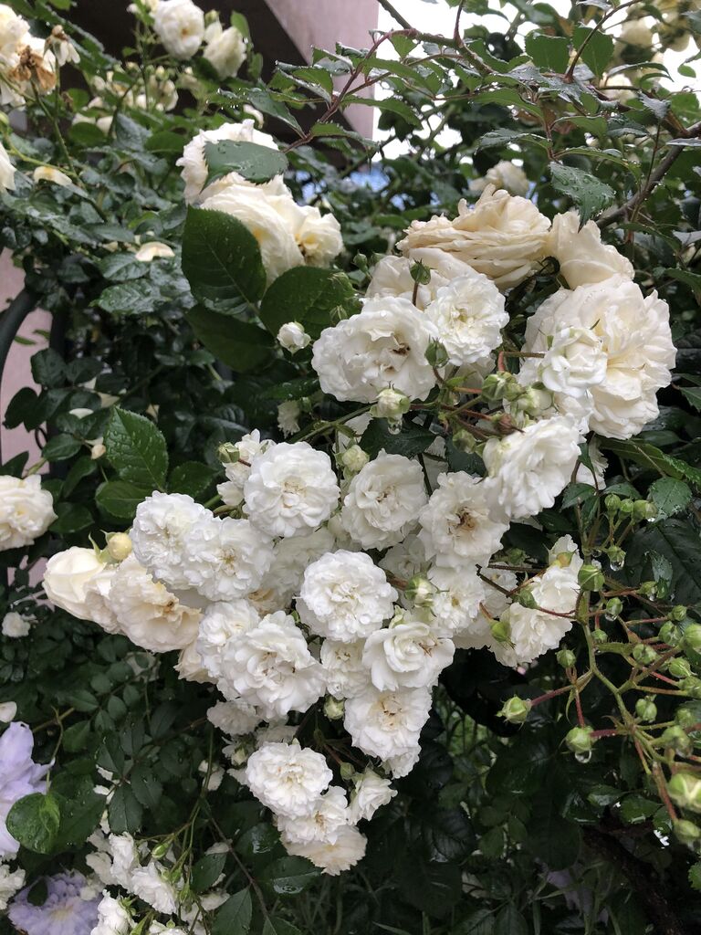 今日も雨です 我楽多あそび