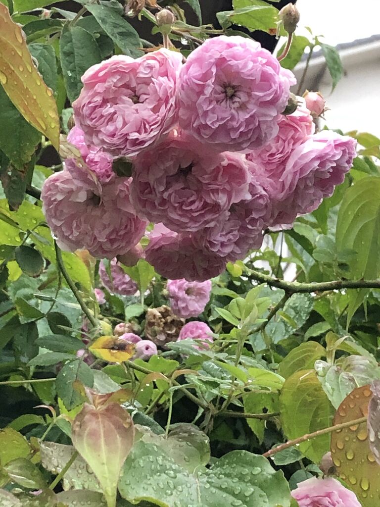 我楽多あそび 思いつくままに