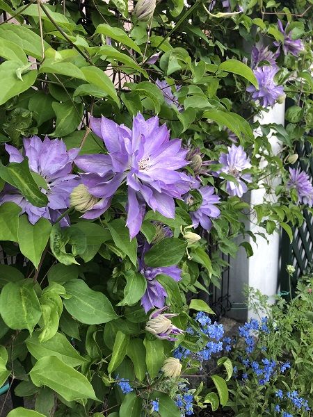 バラとクレマチス 我楽多あそび