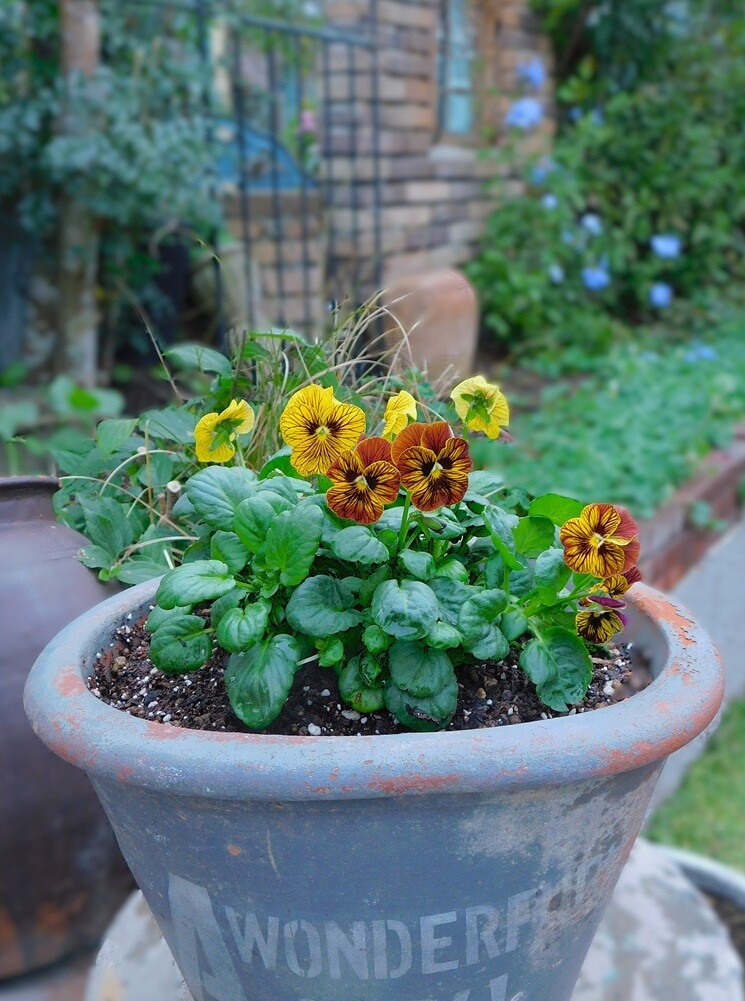 寄せ植えは楽しいナッ♪ : ブルーガーデンと花育て