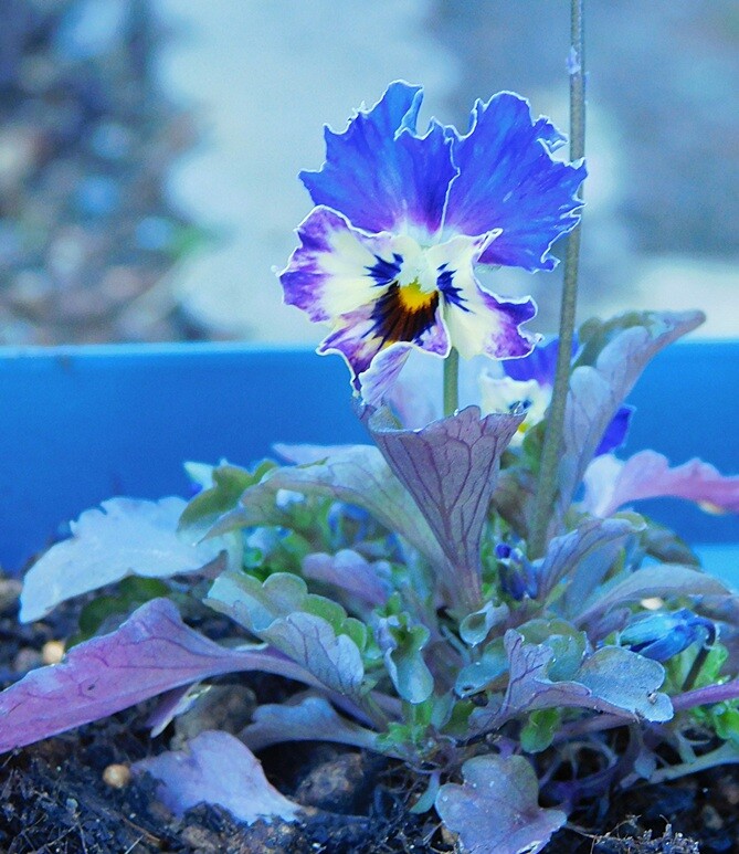 ビオラの里帰り＆ラナンキュラスラックス : ブルーガーデンと花育て