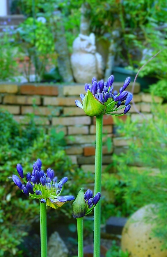 暑すぎる!! 紺色アガパンサス : ブルーガーデンと花育て