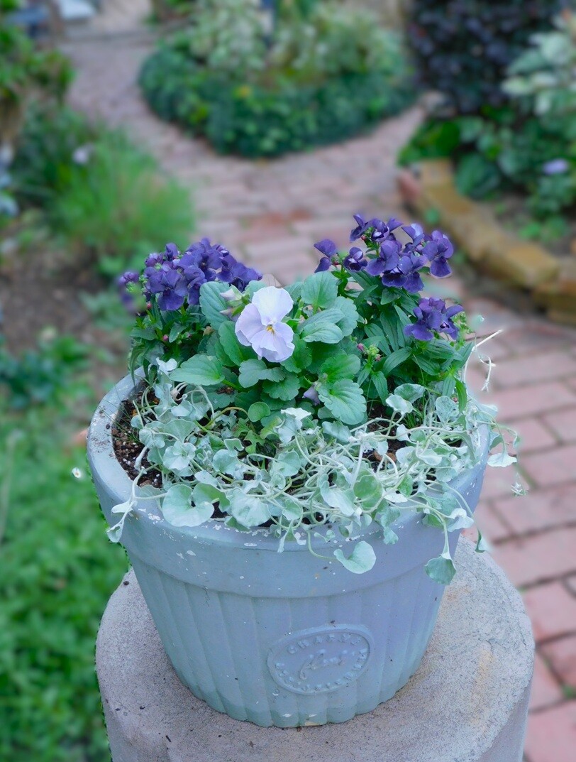 寄せ植えは楽しいナッ♪ : ブルーガーデンと花育て