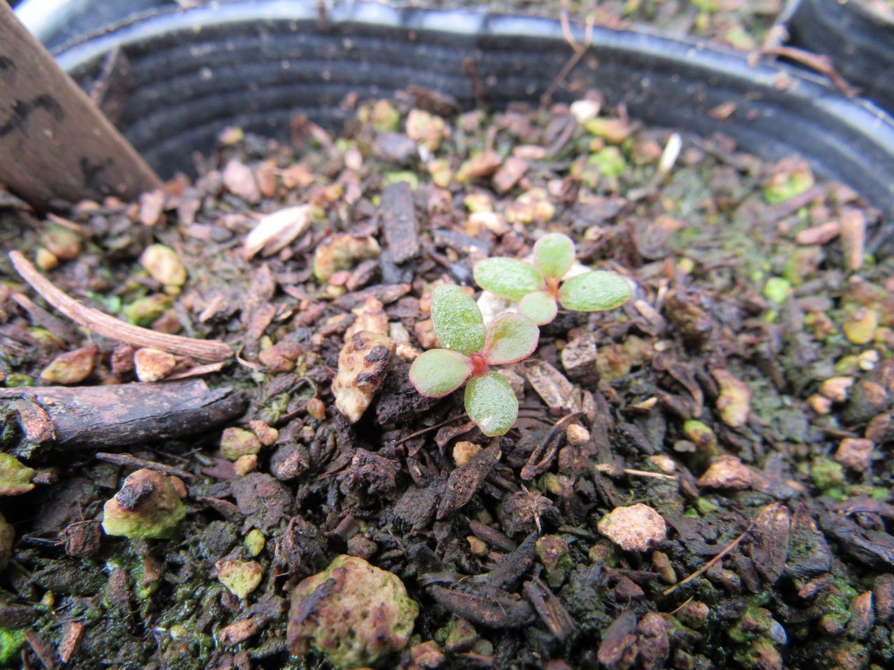 発芽したのを ガーデン ビーバーム