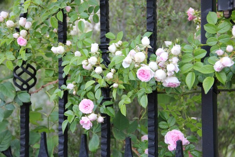 fence1