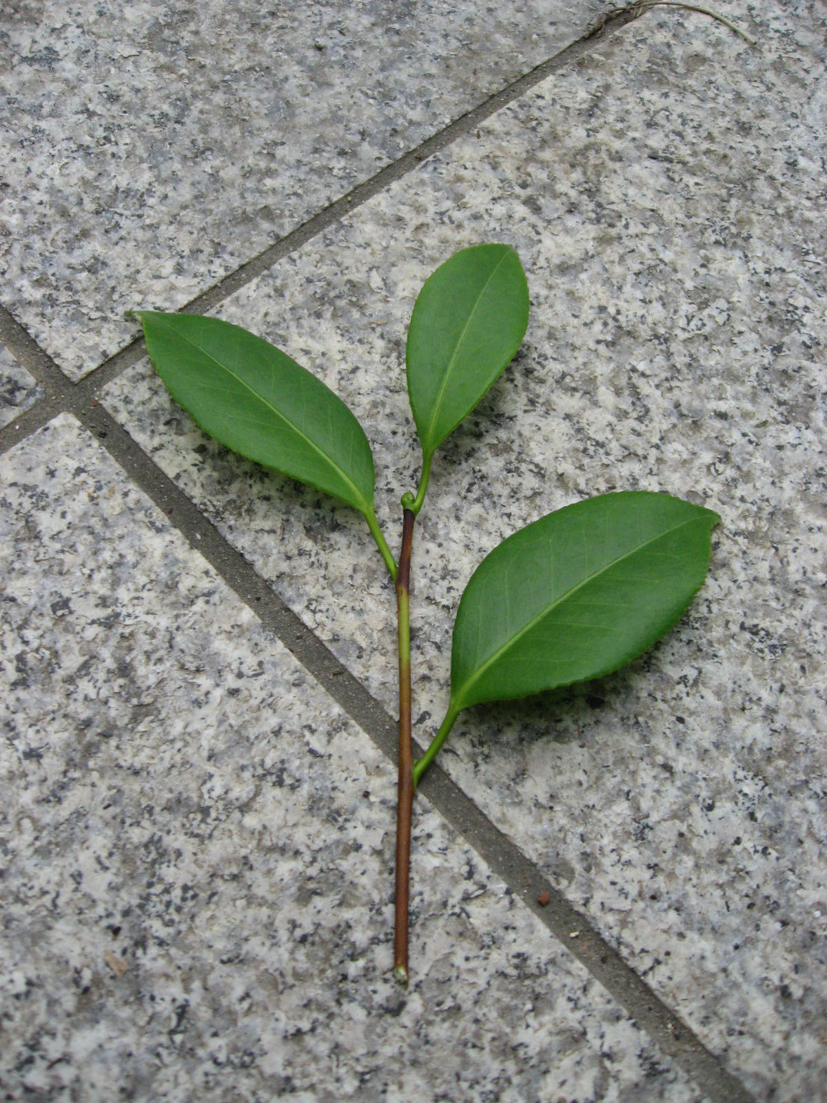 挿し木 Garden Art 日記