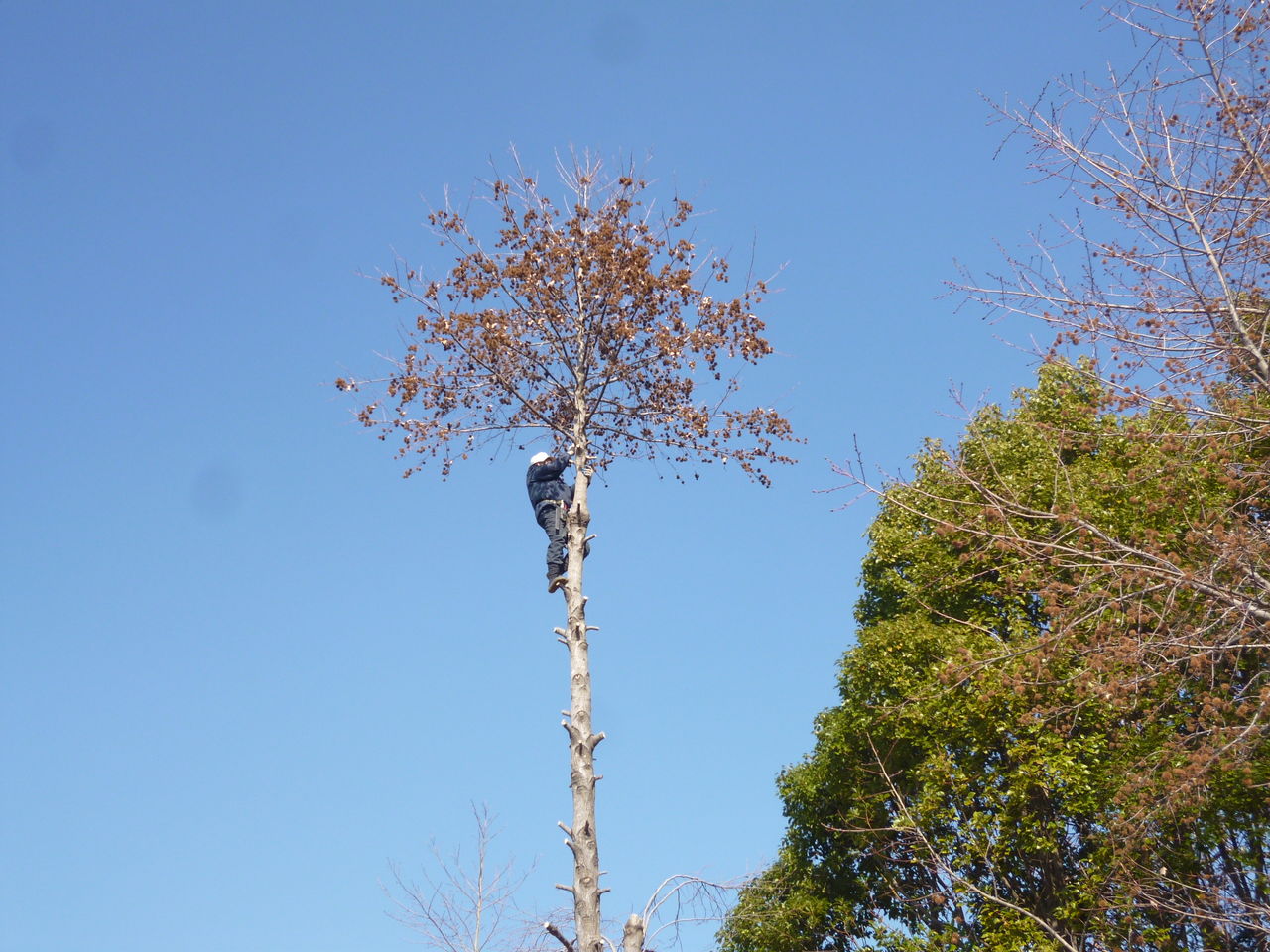 奈良市で高い木を低く剪定 奈良市 生駒市郡山市の植木屋ブログ