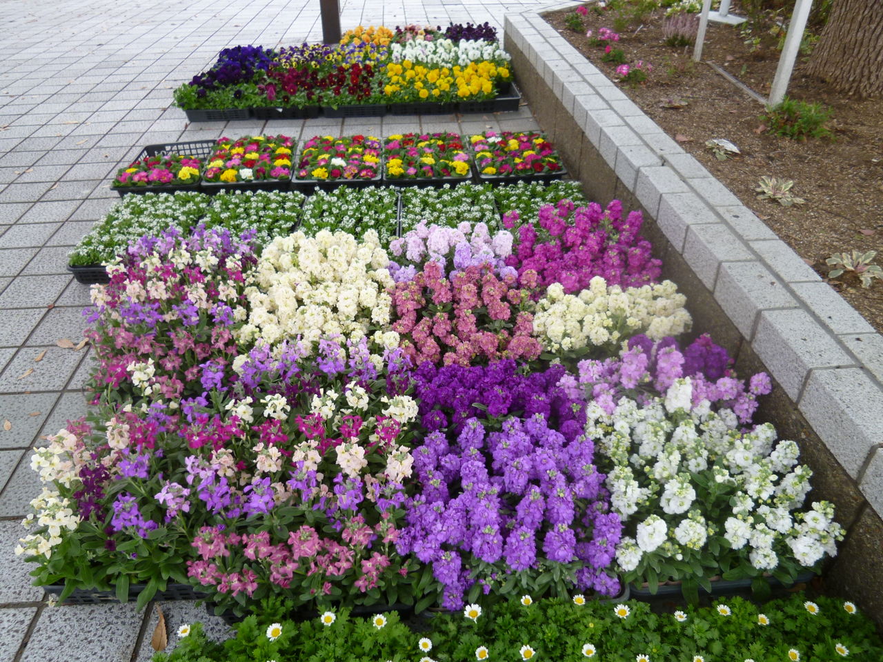 奈良市で花植える 奈良市 生駒市郡山市の植木屋ブログ
