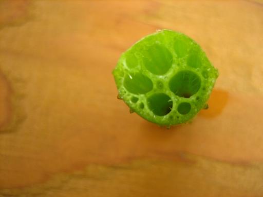 蓮の茎の断面図 ガーデニング講師yukkoのつぶやき日記