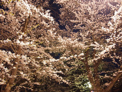赤城山の千本桜