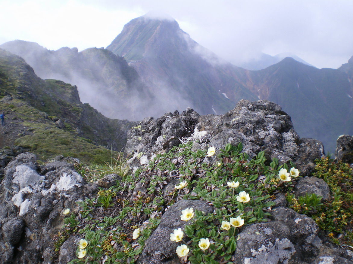 八ヶ岳の高山植物　～硫黄岳から横岳のお花畑～