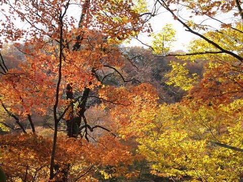 鼻曲山と霧積温泉