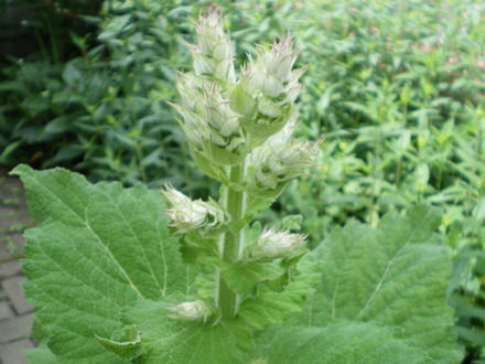 ハーブ/　クラリセージSalvia sclarea