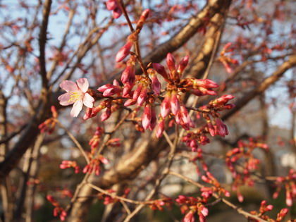 桜の花