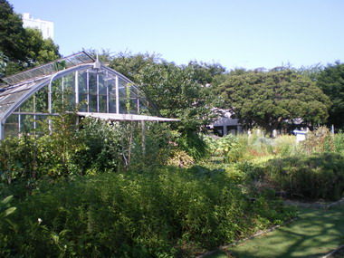 東邦大学の薬草園
