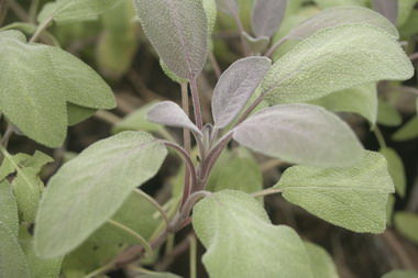 セージ Salvia officinalis