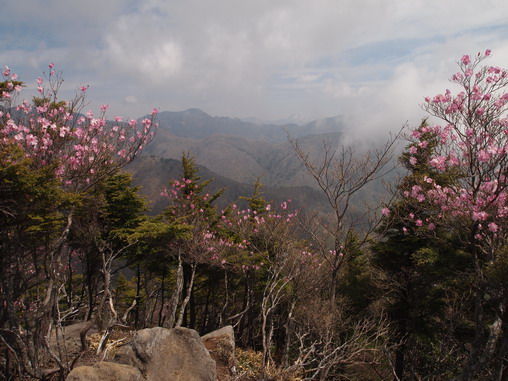 袈裟丸山のアカヤシオ