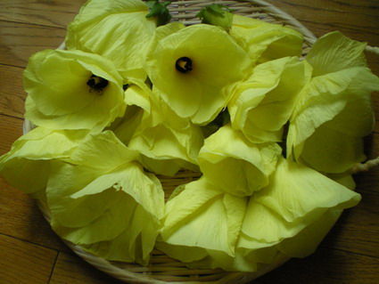 花オクラ　Abelmoschus manihot