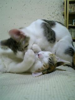 2012073104