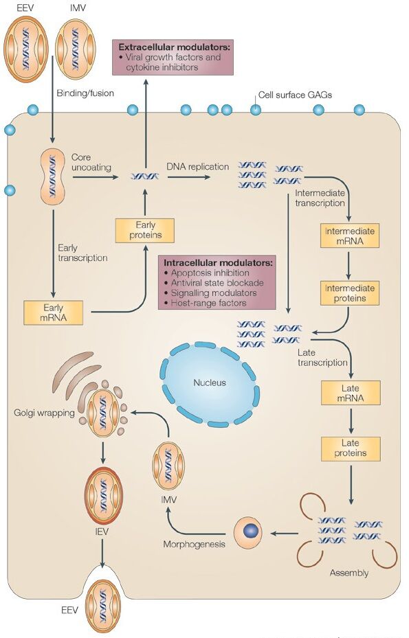 1-Poxvirus Lifecycle 41579_2005_Article_BFnrmicro1099_Fig3_HTML