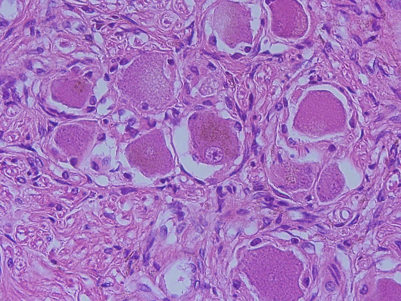 国内正規品 脊髄病理学 新品 asakusa.sub.jp