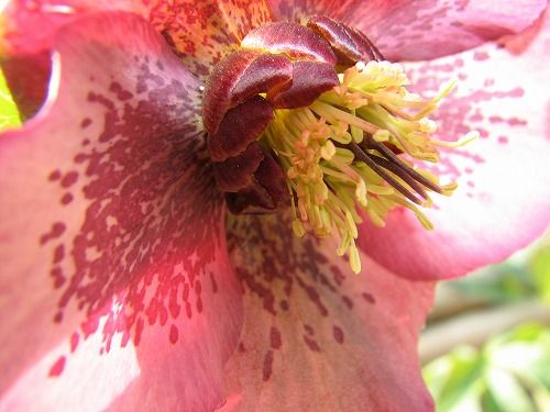 クリスマスローズ