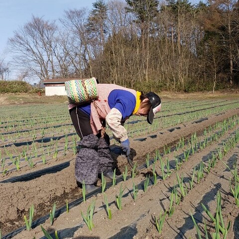 畑作業が始まりました スタッフブログ にんにく畑より