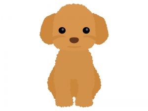 dog_poodle_13521-300x225