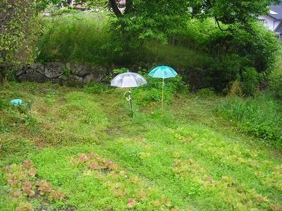 ミニトマトの雨よけ 安芸太田町で新鮮な野菜 ハーブと暮らす ミニトマトの雨よけ 安芸太田町で新鮮な野菜 ハーブと暮らす