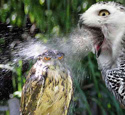 喧嘩してる動物画像 がる民ブログ 喧嘩してる動物画像 がる民ブログ