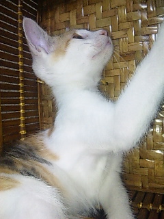O 謎猫 迷い猫 四谷四丁目交差点のすぐ横で猫を発見 ベル 子猫は首が細い キャンドルコンタクト O 謎猫 迷い猫 四谷四丁目交差点のすぐ横で猫を発見 ベル 子猫は首が細い キャンドルコンタクト