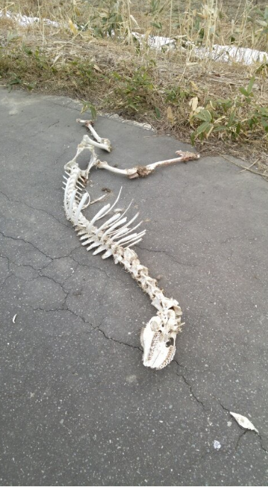 SnapCrab_NoName_2017-4-8_21-36-14_No-00