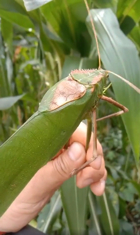 SnapCrab_NoName_2022-6-10_6-40-15_No-00