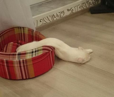 SnapCrab_NoName_2017-3-13_20-11-27_No-00