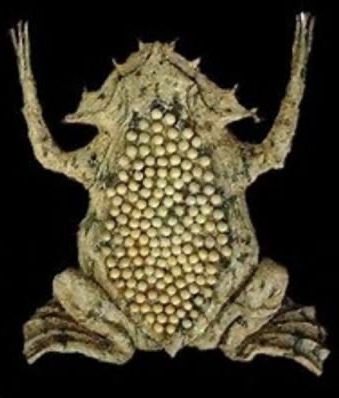 SnapCrab_NoName_2022-4-12_13-25-59_No-00