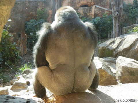 SnapCrab_NoName_2017-3-7_16-23-19_No-00