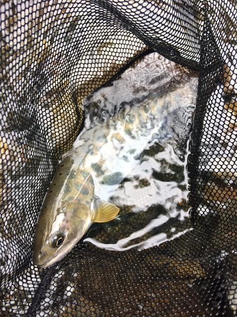 F4E41F59-6D26-4763-9FA9-04A6B9B4AE2F