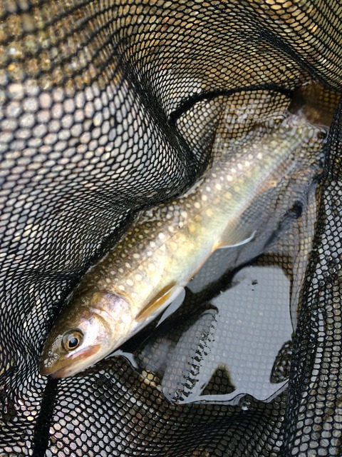 7F2C0F21-B035-4D84-A434-4F060110E36A