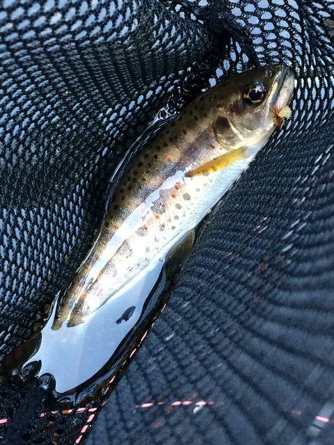 50C36A4D-B15F-4A41-B1FA-47D2B7CDFFA2